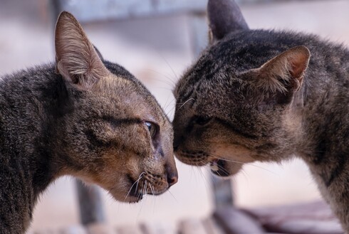 מה למדנו ממלחמת החתולים במרפסת? 