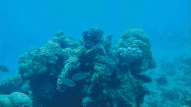 אלמוגים במפרץ אילת. החקלאות הימית במוקד 