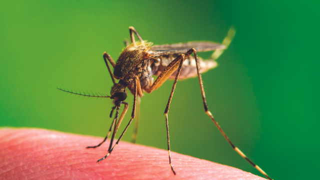 יתוש עוקץ. המחלה עוברת לרוב לאחר מספר ימים
